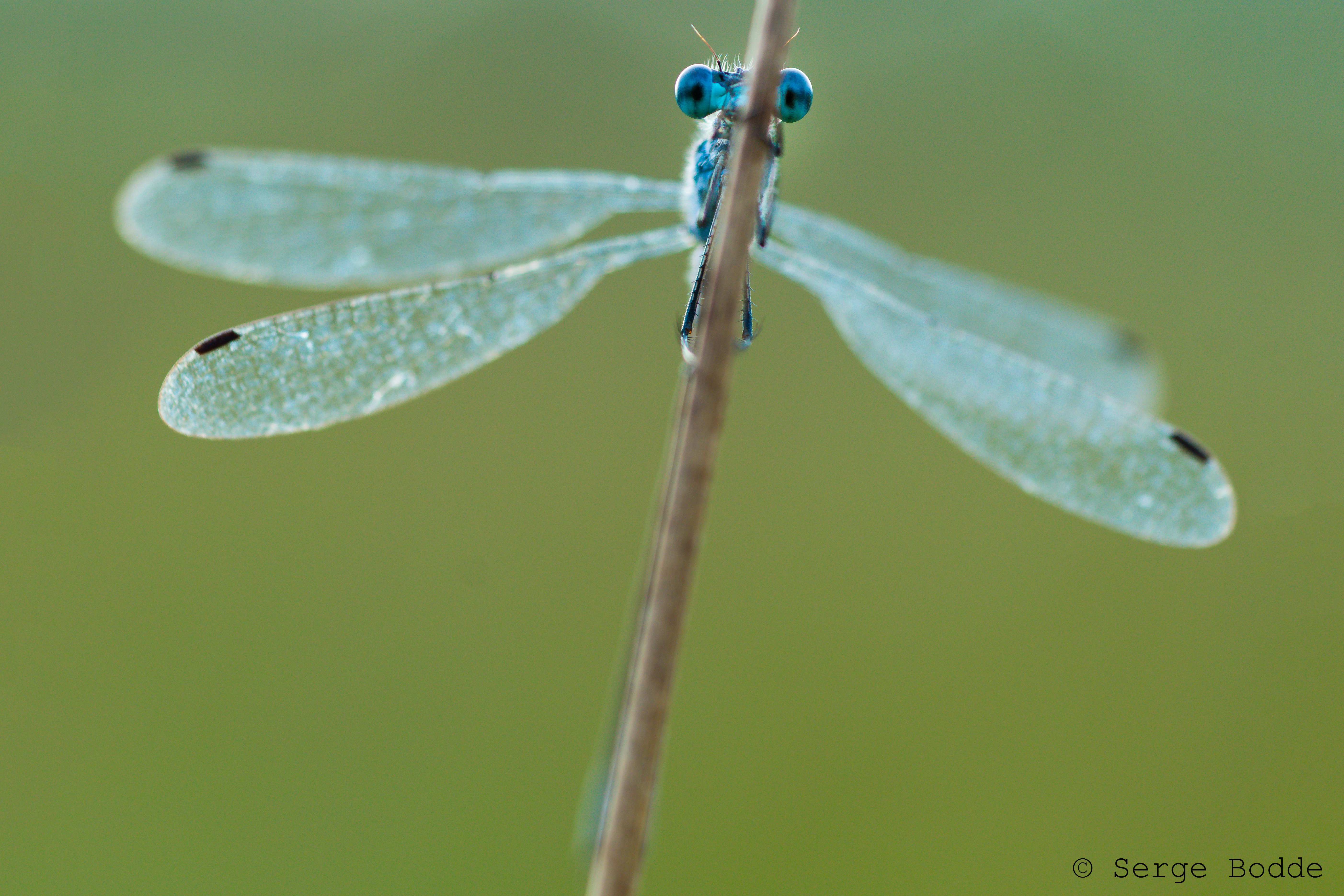 DSC00667-bewerkt-bewerkt